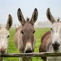 Donkey Race in Bački Vinogradi | Tourist Calendar of Serbia