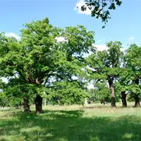 Šalinac Grove | Natural Heritage of Serbia