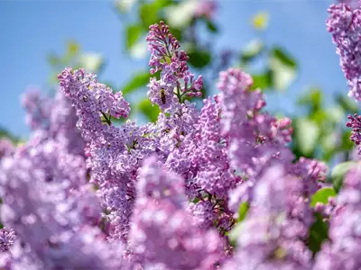 Lilac Days in Kraljevo | Tourist Calendar of Serbia