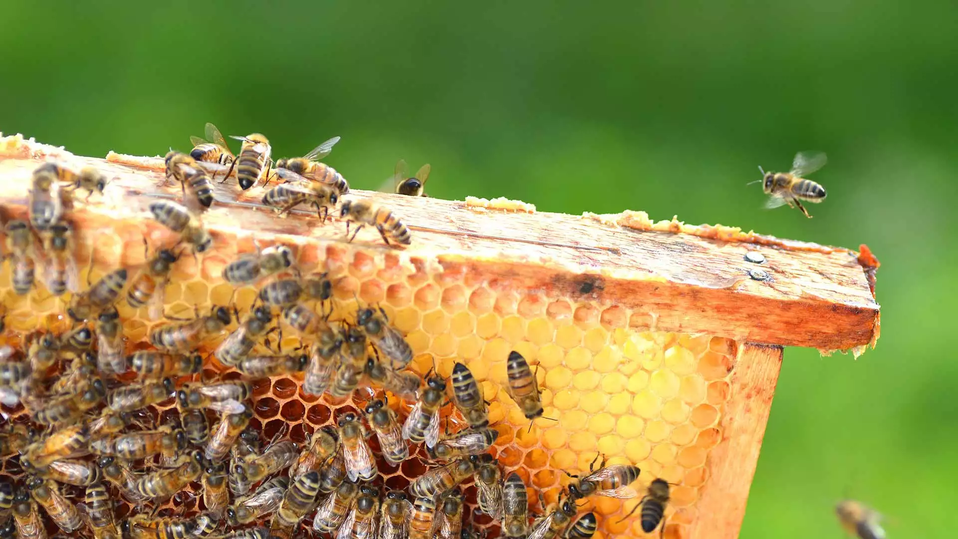 slika kategorije Beekeeping