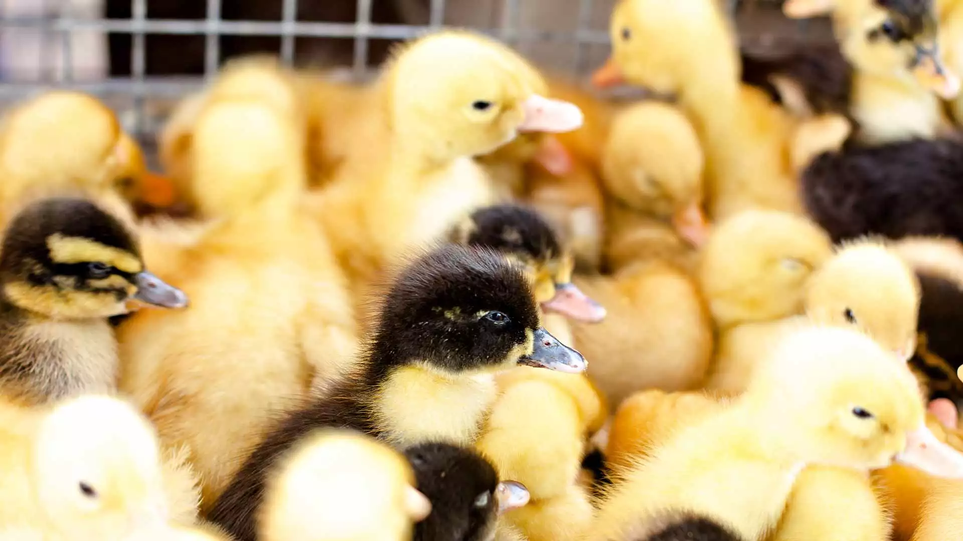 slika kategorije Poultry Farms