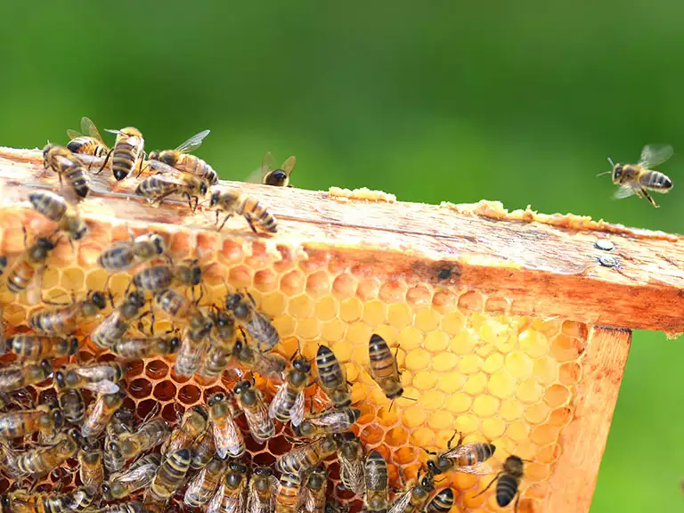 slika kategorije Beekeeping