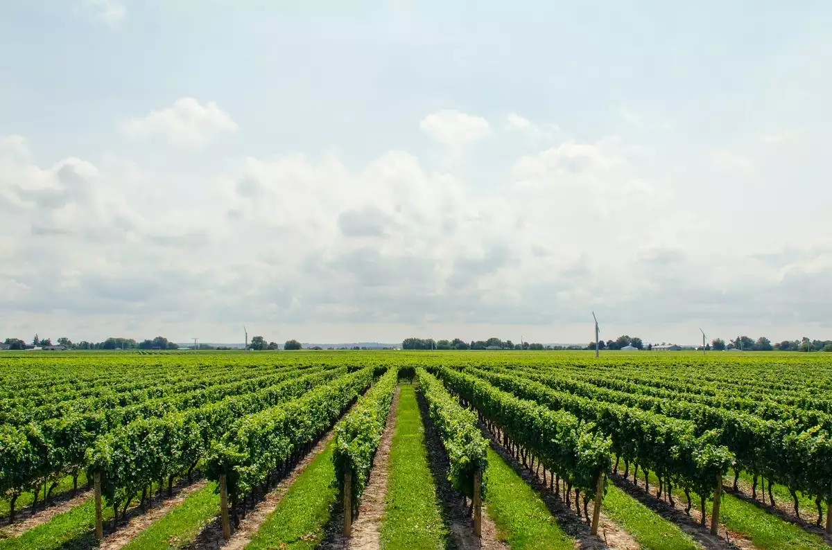 Vineyard, grapevines