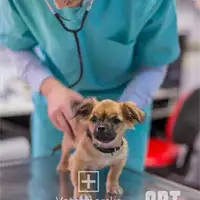 Lazarević - Veterinary Clinic