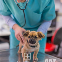 Lazarević - Veterinary Clinic