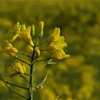 Syngenta - Agricultural Industry