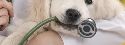 Marlo-Pet - Veterinary Clinic