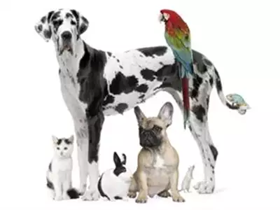 Mega Pet shop Dr Doggy