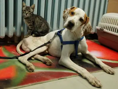 Veterinarska ordinacija Dr Maja Ilić