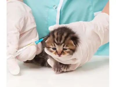 Veterinarska ordinacija Dr Maja Ilić