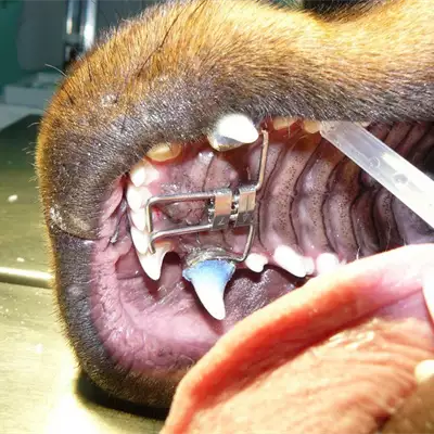 Veterinarska ambulanta Pas