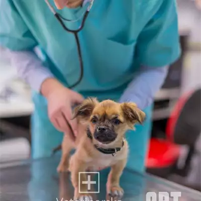 Veterinarska stanica Lazarević