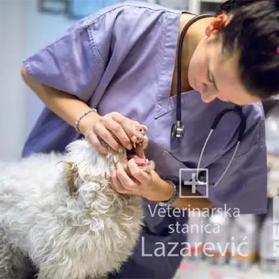 Veterinarska stanica Lazarević