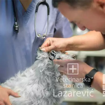 Veterinarska stanica Lazarević