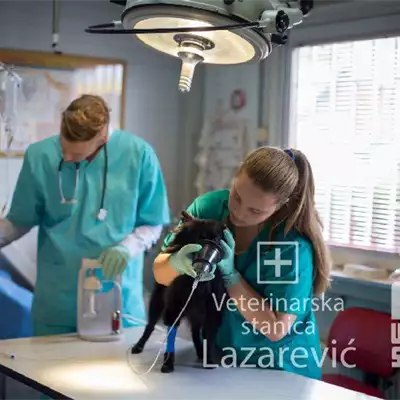 Veterinarska stanica Lazarević