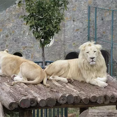 Beo Zoo vrt slika 1