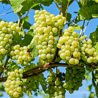 Grožđebal u Vršcu | Turistički kalendar Srbije