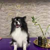 Adora Pet Spa & Concept - Pet Grooming
