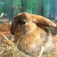 Pet Spot hrana za zečeve