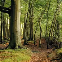 Beech Forests | Natural Heritage of Serbia