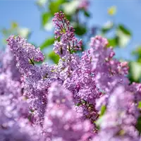 Lilac Days in Kraljevo | Tourist Calendar of Serbia