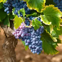 Grape Harvest Festival in Sremski Karlovci | Tourist Calendar of Serbia