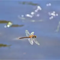 Blooming of the Tisza | Tourist Calendar of Serbia