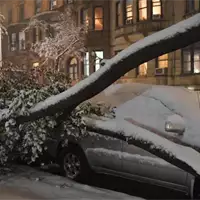 Drvo vam je oštetilo auto? Tri načina za naplatu štete!