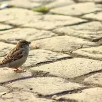 Belgrade Cobblestones - Silent Witness of the City's History | Old Belgrade stories