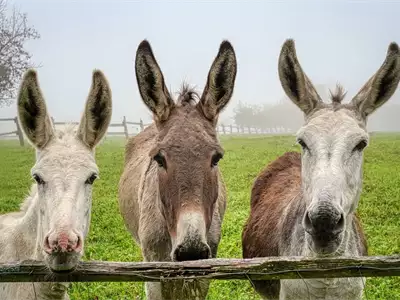 Trka magaraca u Bačkim Vinogradima | Turistički kalendar Srbije