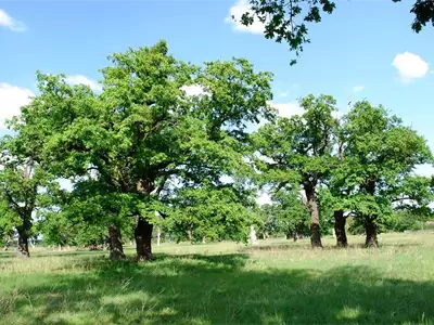 Šalinac Grove | Natural Heritage of Serbia