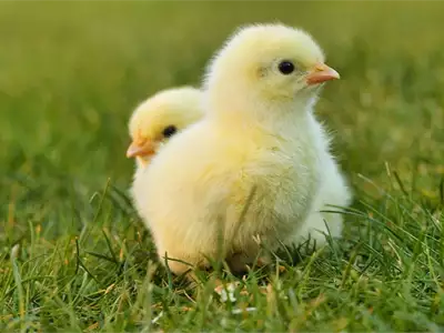 Chicken Fest in Žitište | Tourist Calendar of Serbia