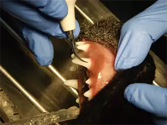 Veterinarska ambulanta Pas
