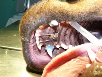 Veterinarska ambulanta Pas
