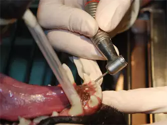 Veterinarska ambulanta Pas