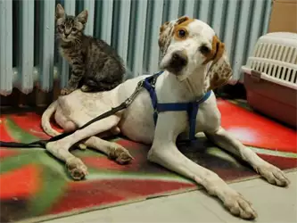 Veterinarska ordinacija Dr Maja Ilić