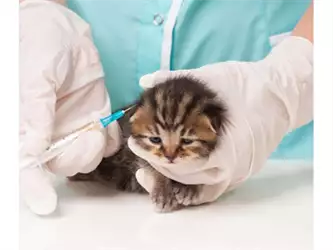 Veterinarska ordinacija Dr Maja Ilić