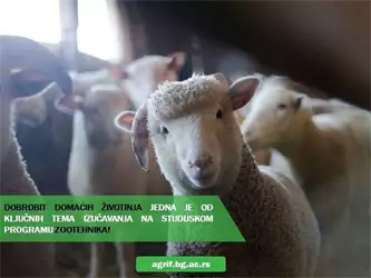 Poljoprivredni fakultet zootehnika