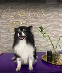 Adora Pet Spa & Concept