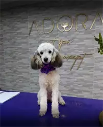 Adora Pet Spa frizerski salon za pse