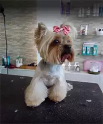 Salon za šišanje pasa Adora Pet Spa