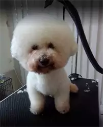Salon za šišanje pasa Adora Pet Spa Zemun