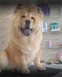 Adora Pet Spa & Concept