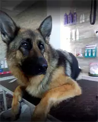 Adora Pet Spa & Concept