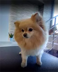 Adora Pet Spa & Concept