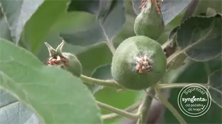 Syngenta Srbija zaštita bilja seme ratarstvo