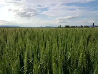 Syngenta Srbija zaštita bilja seme ratarstvo