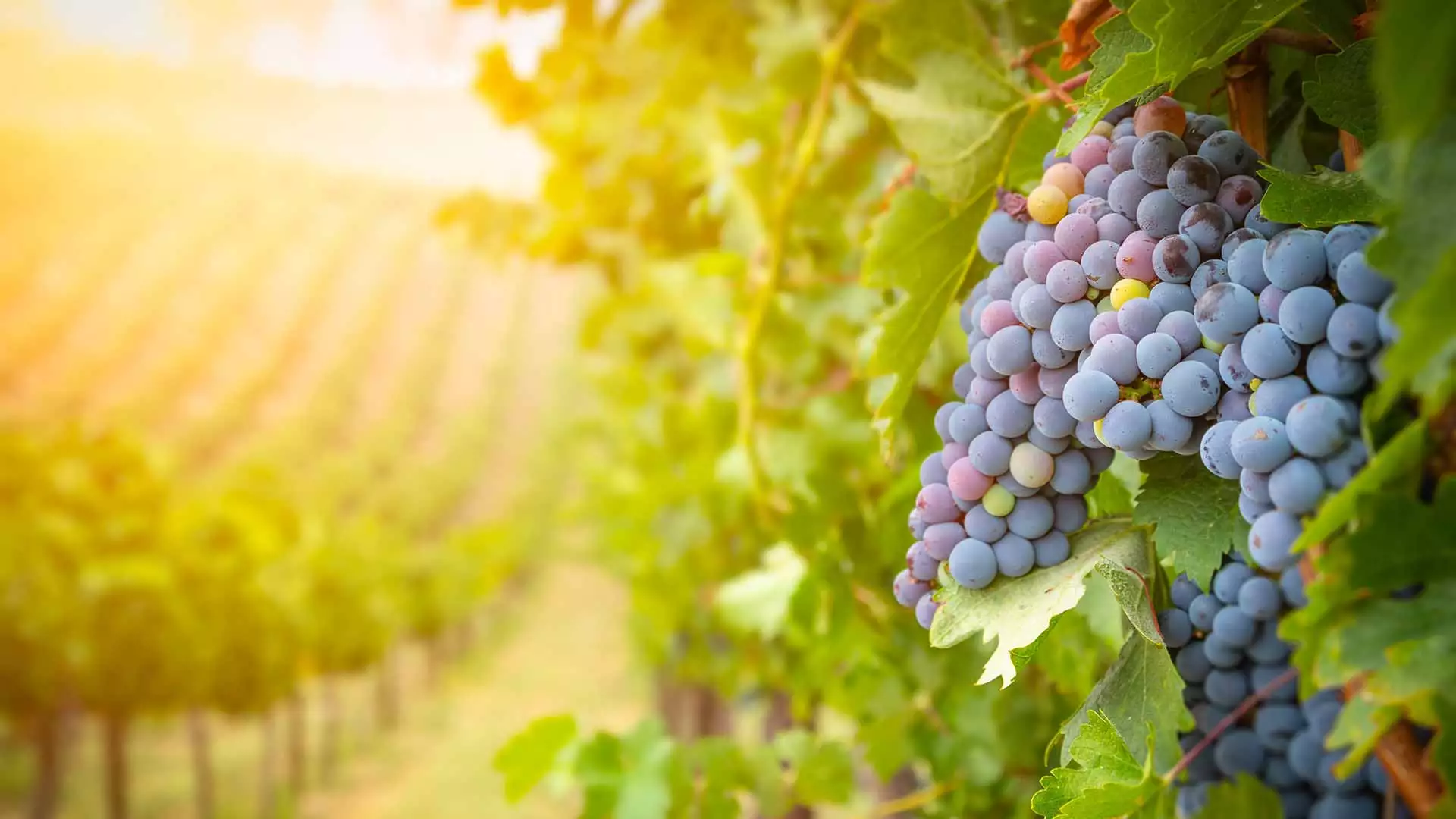 slika kategorije Voćarstvo i vinogradarstvo