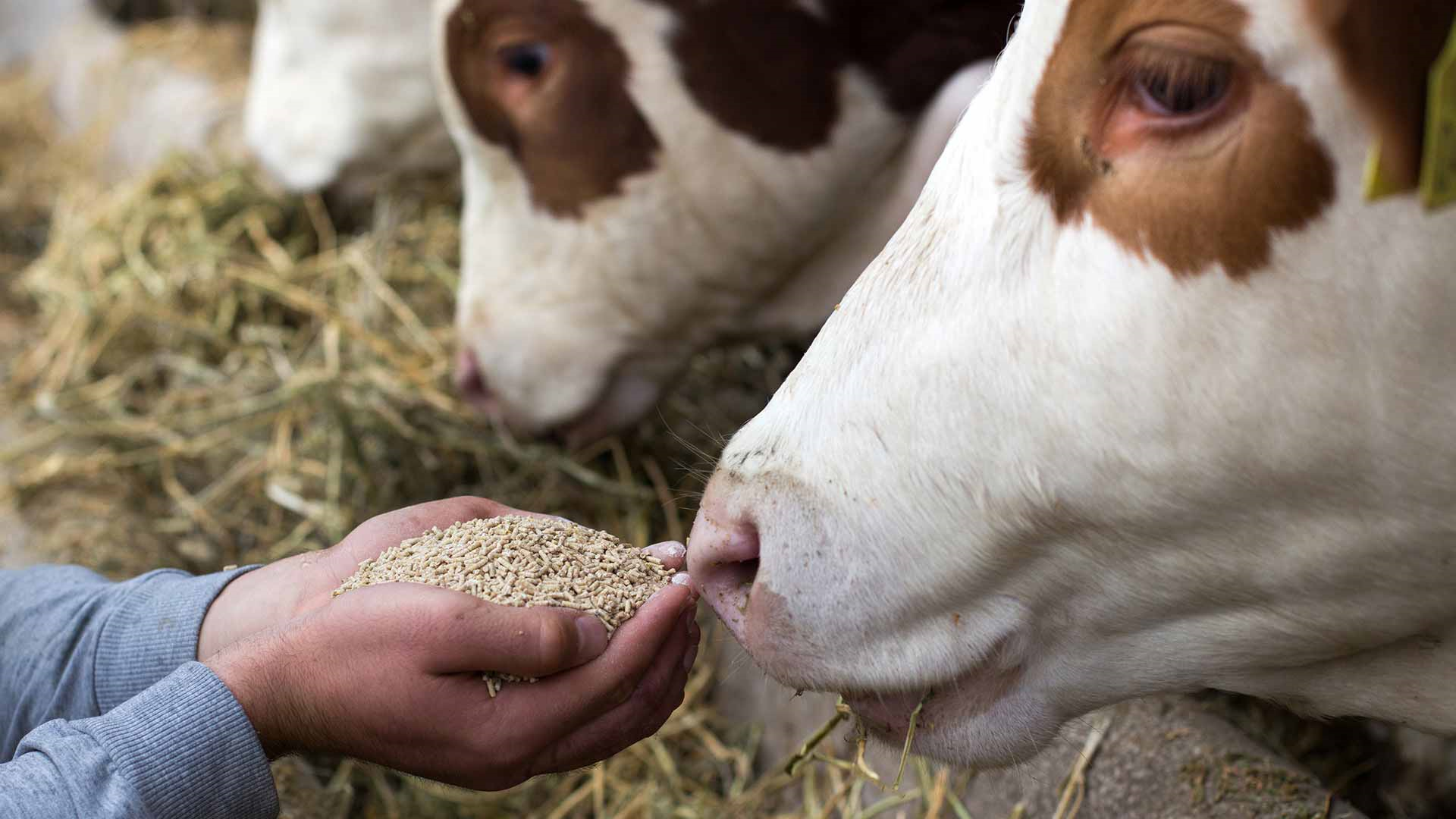 slika kategorije Livestock Feed Supply