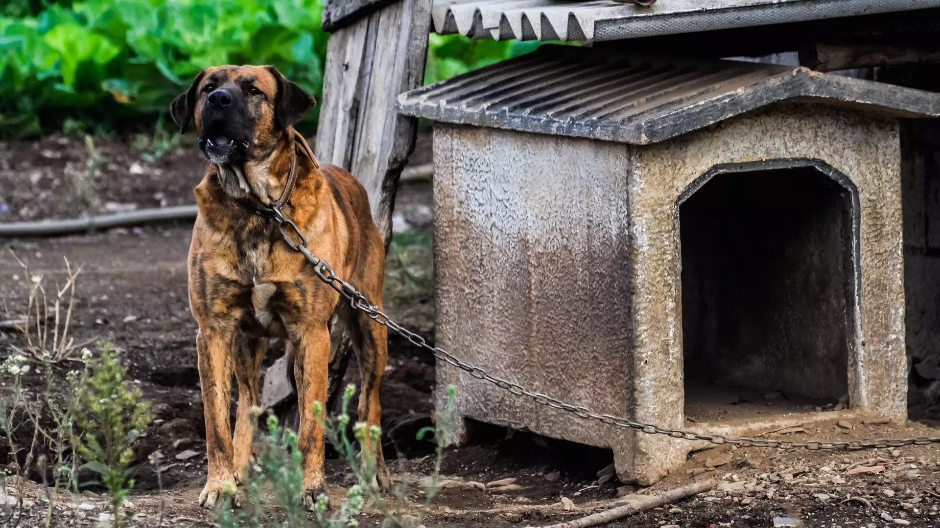 slika kategorije Pet Shelters